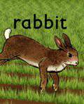   - Rabbit  